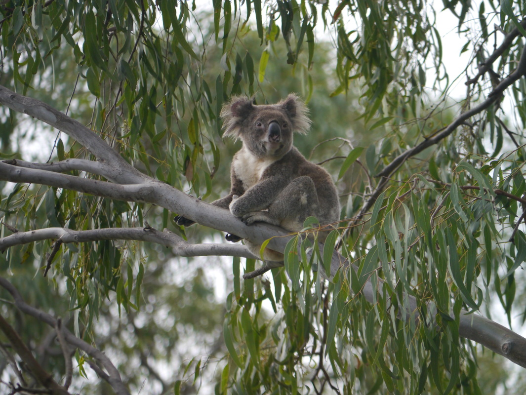Koala in tree top