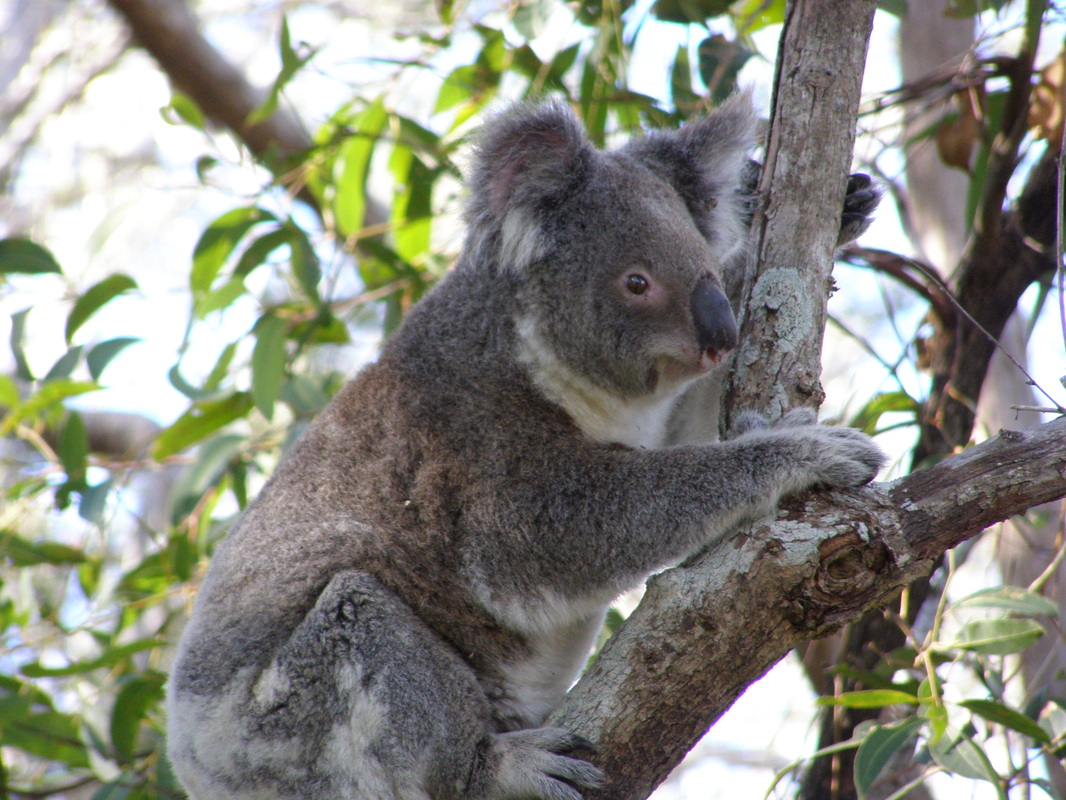 Climbing Koala