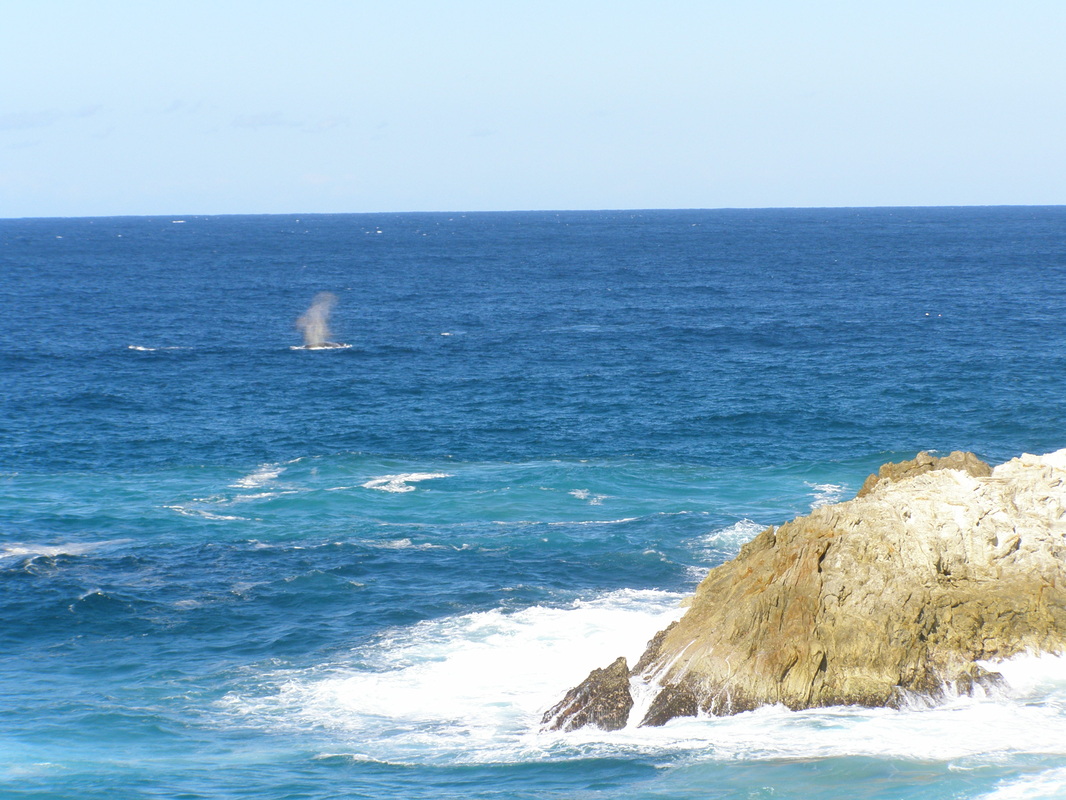 Whale off North Gorge